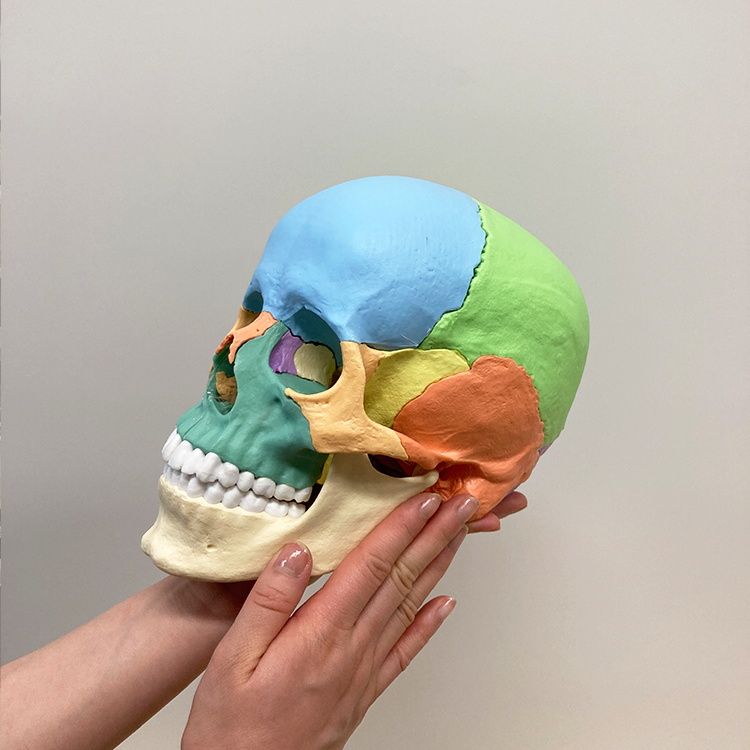 カラフルな頭骨模型