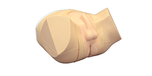 Prostate and Rectal Simulator