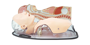 Tube Feeding Simulator (NG/OG/PEG)