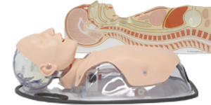 Tube Feeding Simulator Plus