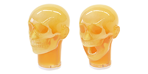 Dental Radiology Head Phantom
