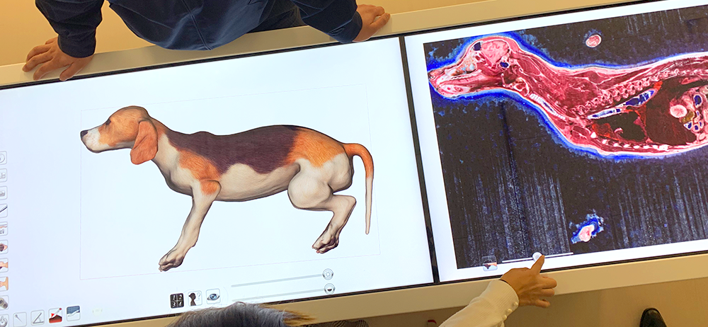 [画像：Anatomage Table 6]