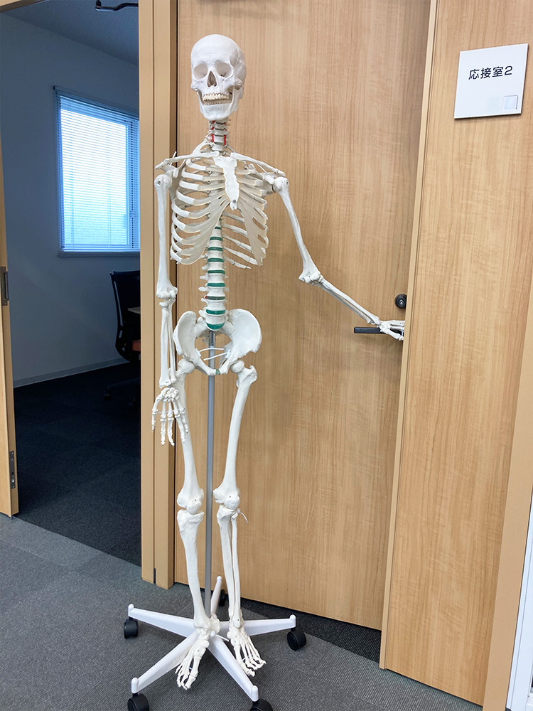 会議室に入る骨格模型