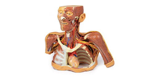 「頭部から胸部の解剖」の画像