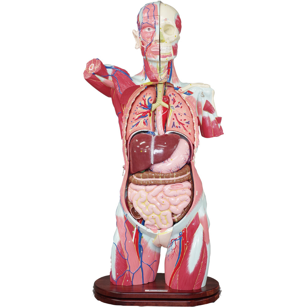 人体解剖模型 M-100形 | 京都科学
