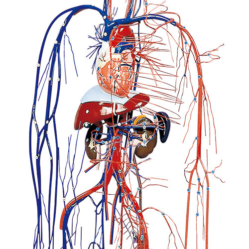 血液循環系模型 | 京都科学