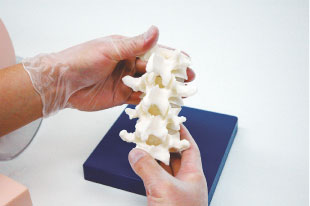 Lumbar spine model