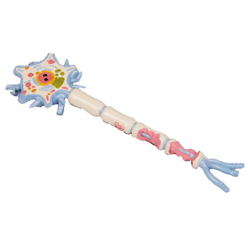 ニューロンモデル 京都科学