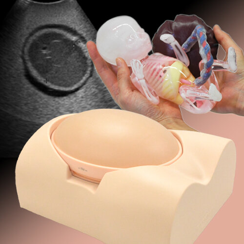 Fetus Ultrasound Examination Phantom SPACE FAN-ST Heart