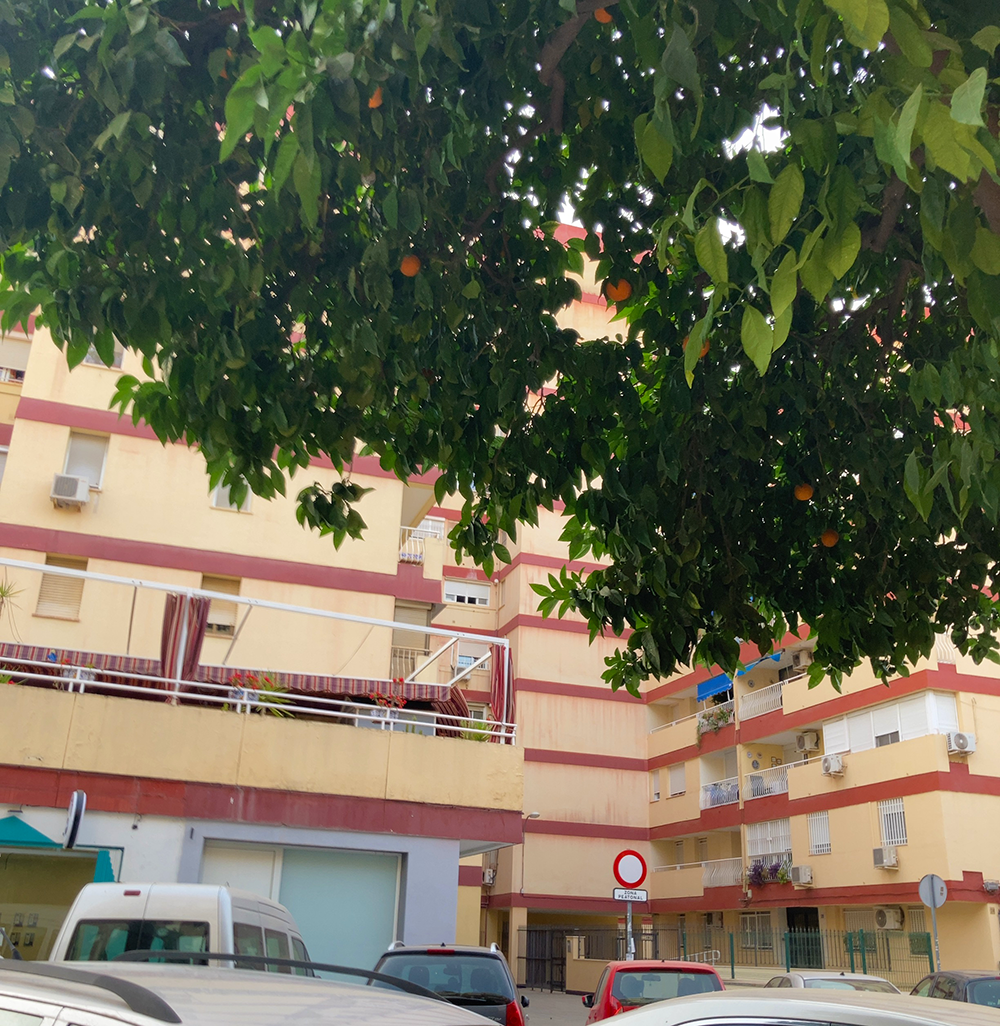 An orange tree and a quiet flat